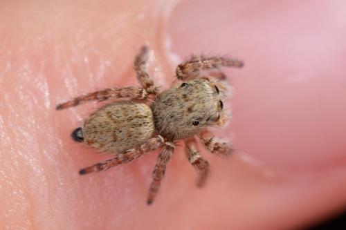 Réf. 266 978 : Carrhotus xanthogramma